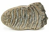 Woolly Mammoth Molar - Siberia #232723-1